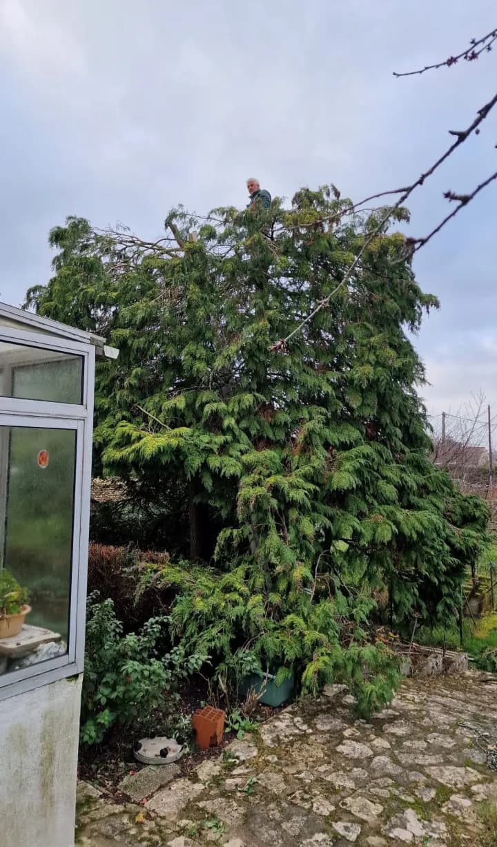 Élagage d'arbre à Lorient par un cordiste